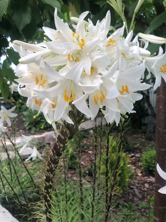 Коттедж 2-комнатный Дом — Кисловодск