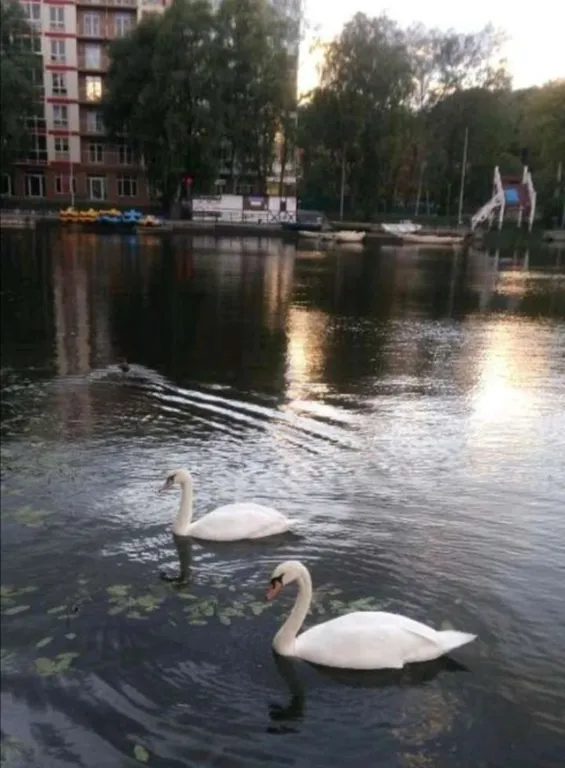 Уютная квартира у озера и леса