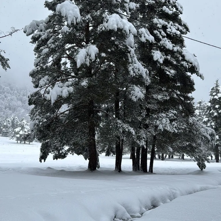 Коттедж в заповедной зоне