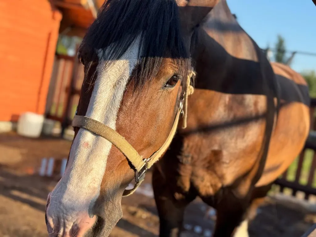 Гостевой дом с конюшней