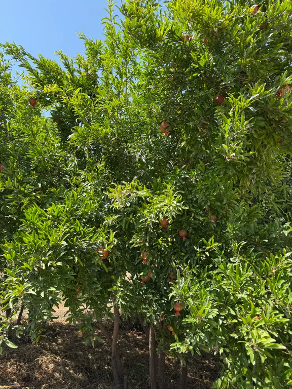 Уютная дача в 3 минутах от моря