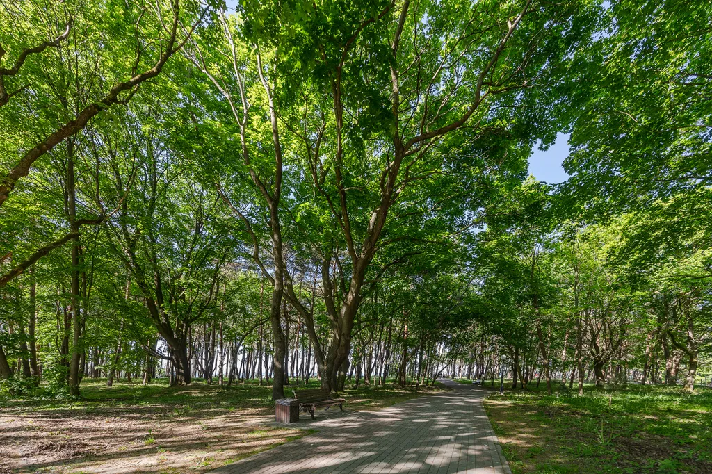 Первая линия у моря в сосновом бору