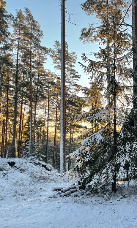 A-frame у Финского Залива посреди Корабельных сосен
