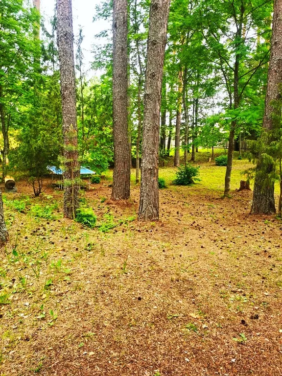 Коттедж Дом в турбазе Чайка, у озера в сосновом бору - Селигерский край — Турбаза Чайка