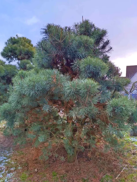 Уютный домик в деревне с беседкой и мангалом на улице