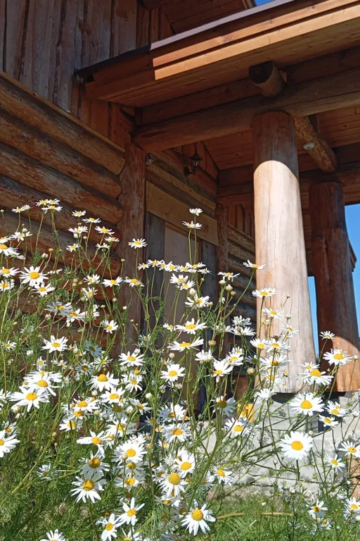 Дом из бревна