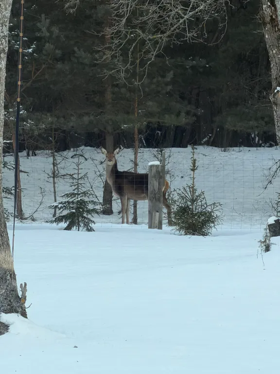 Гостевой Дом 14 в Беловежской пуще на территории Национального парка