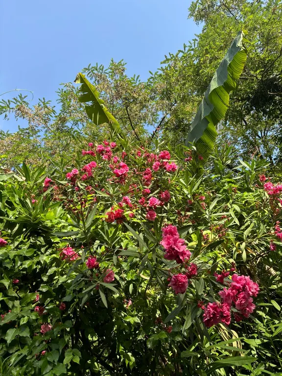 Коттедж Просторный дом в зеленой зоне города — Адлер