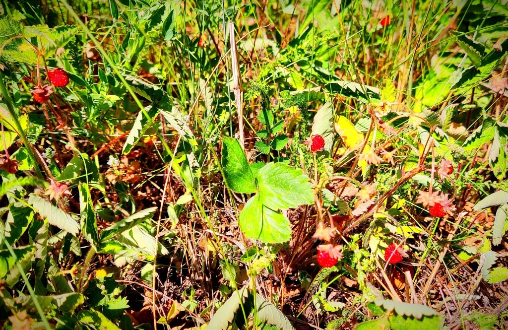 Домик на двоих Карелия