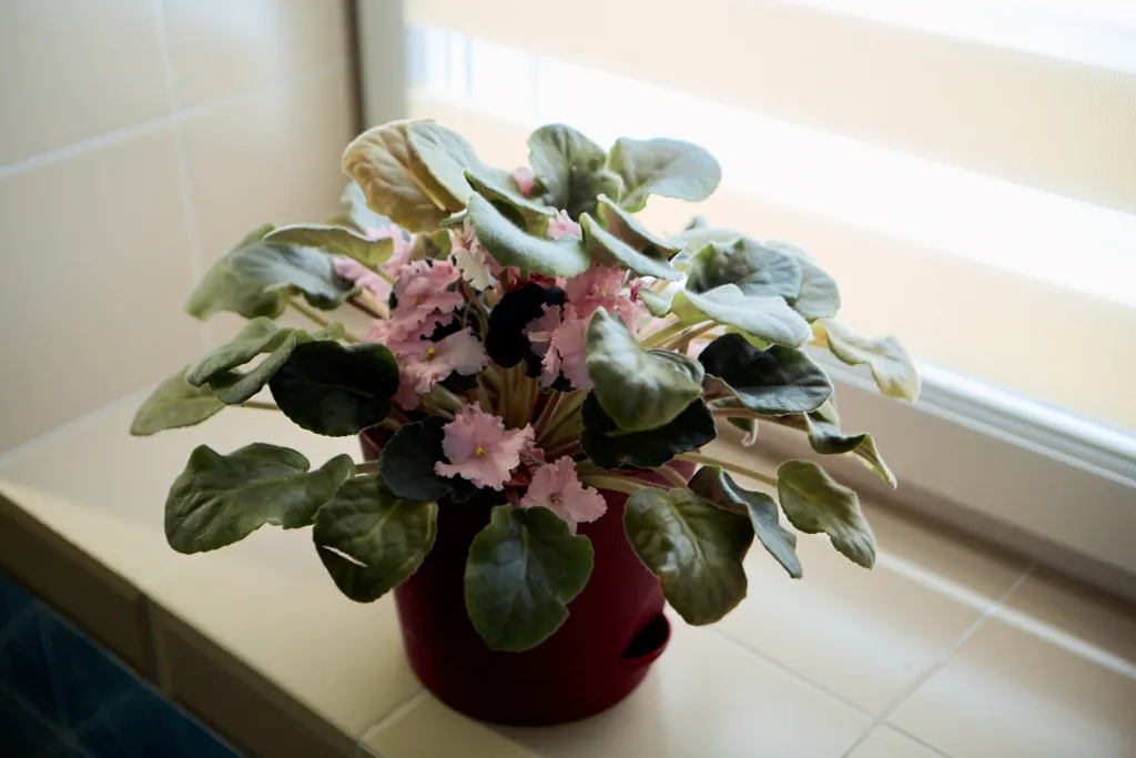 Люкс на Панской