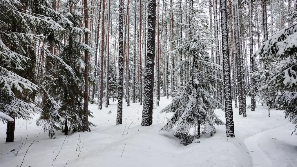 Коттедж Уютный коттедж с камином, баней и детской площадкой с батутом у озера — Завирье