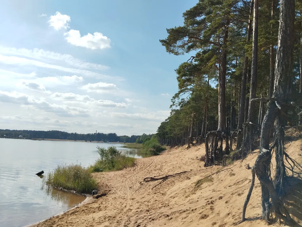 Дом в сосновом бору на озере