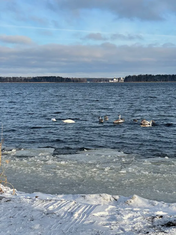 Белый кролик