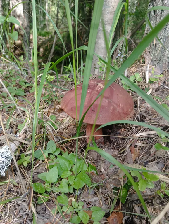 Гостевой дом Лось