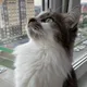 Анжелика