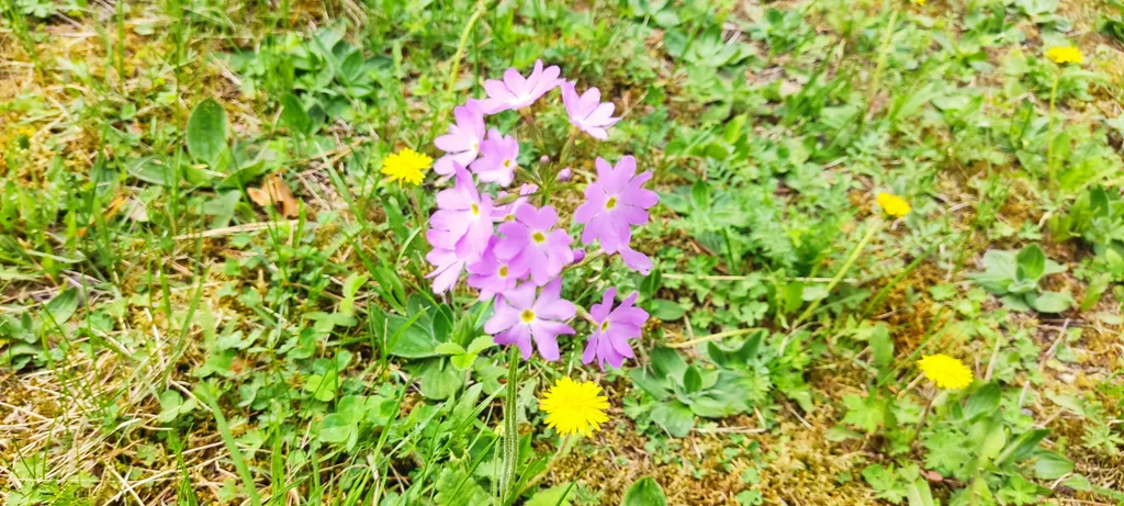 Домик в лесу