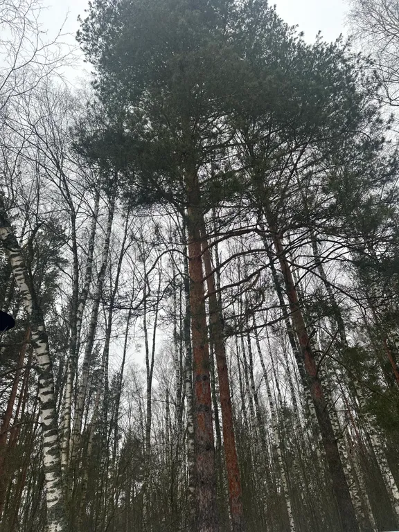 Большой дом в лесу с баней, чаном и сап бордами – для отдыха и праздника