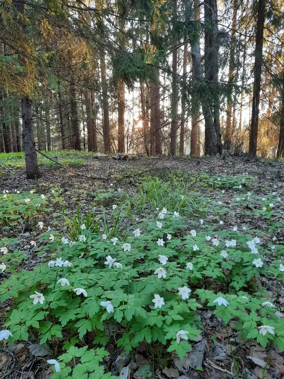 Гостевой дом у озера в лесу маркова заимка