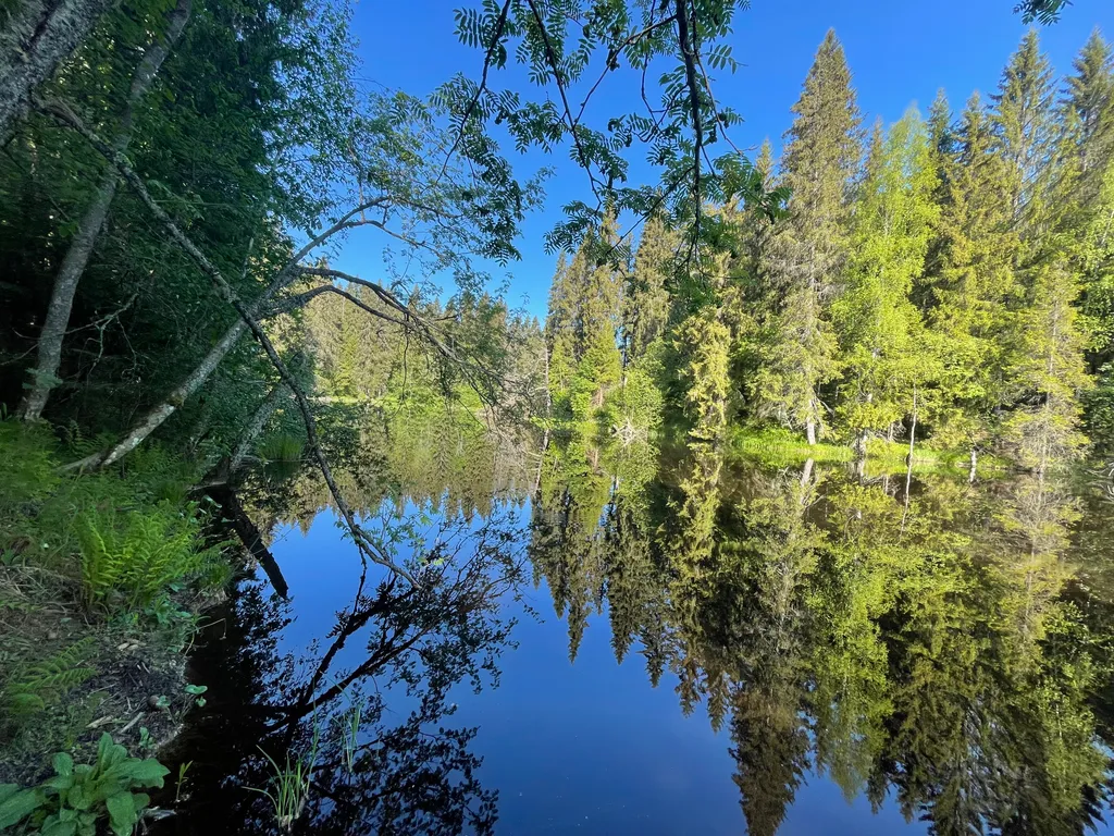 Домик для семейного отдыха в лесу
