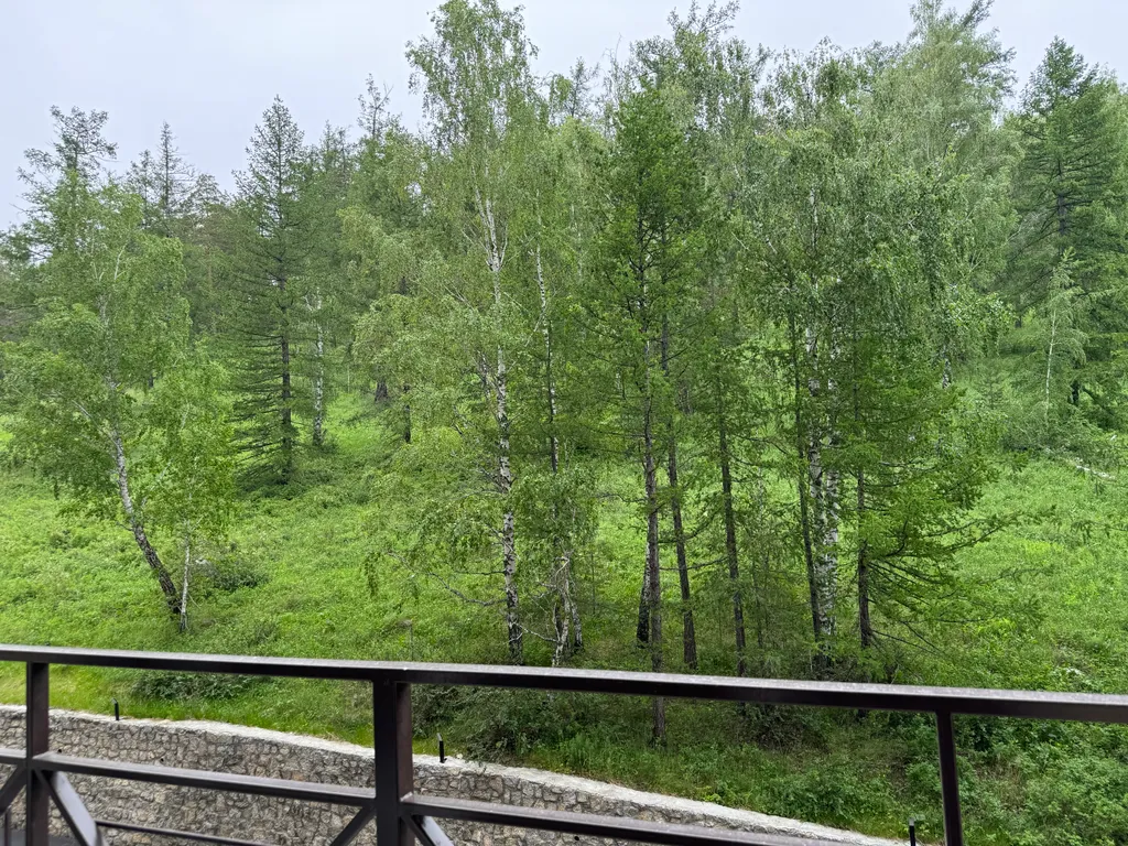 Большая студия с видом на лес