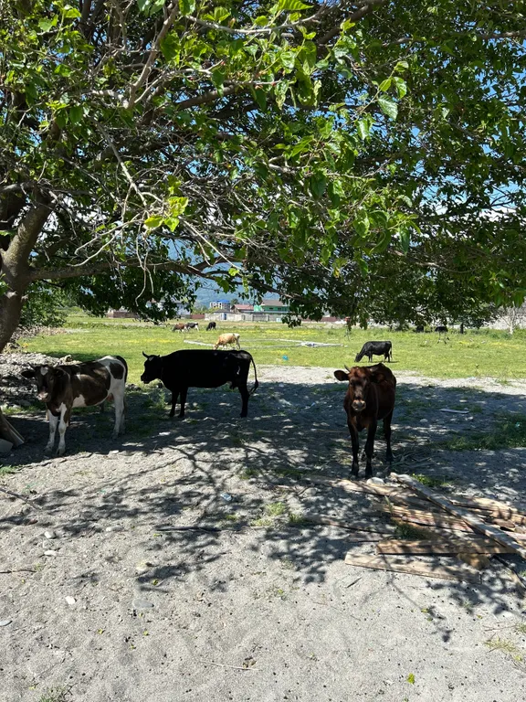 04. Семейный люкс new у бассейна, Алахадзы