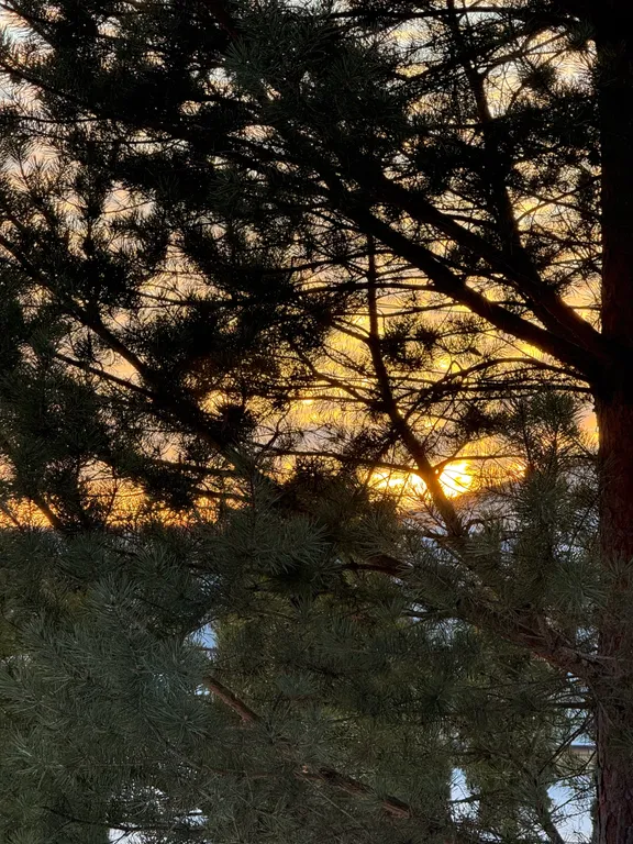 Уютный дом в соснах для семейного отдыха