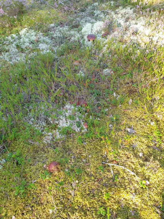 Коттедж Гостевой дом с сауной и купелью, вблизи реки и Ладоги — Видлица