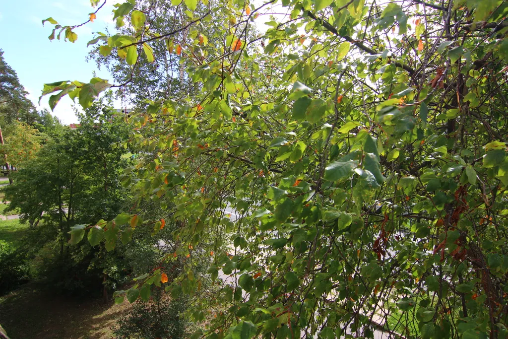 Уютная квартира в зелёном районе