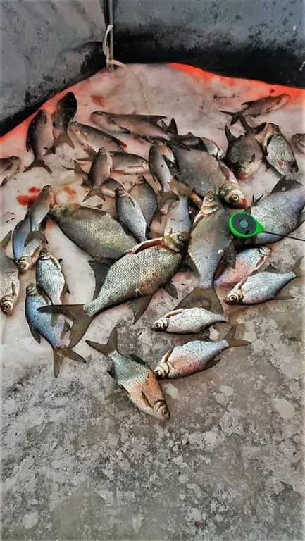 Коттедж Дом в турбазе Чайка, у озера в сосновом бору - Селигерский край — Турбаза Чайка