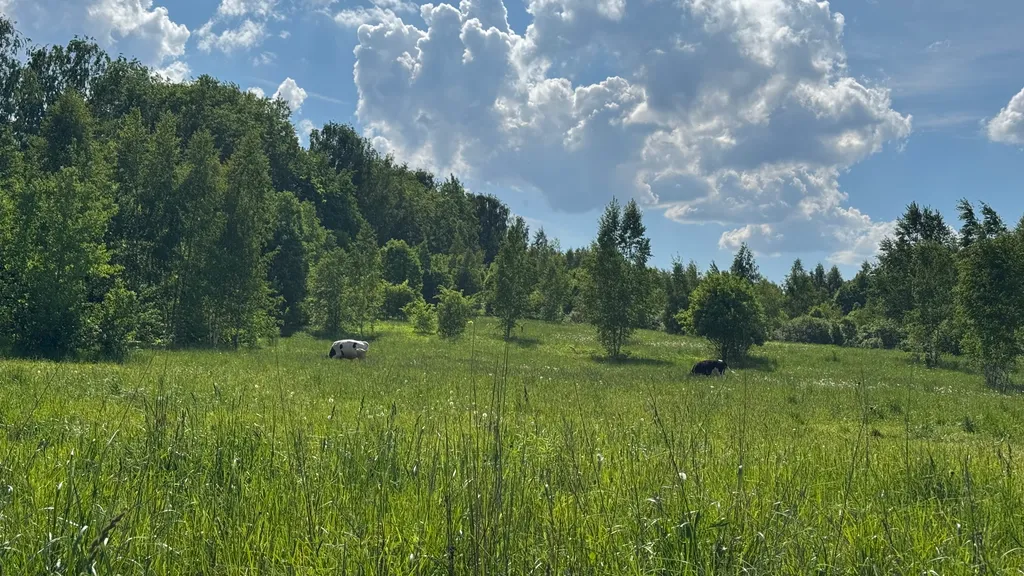 Новый барнхаус с баней в Румболово