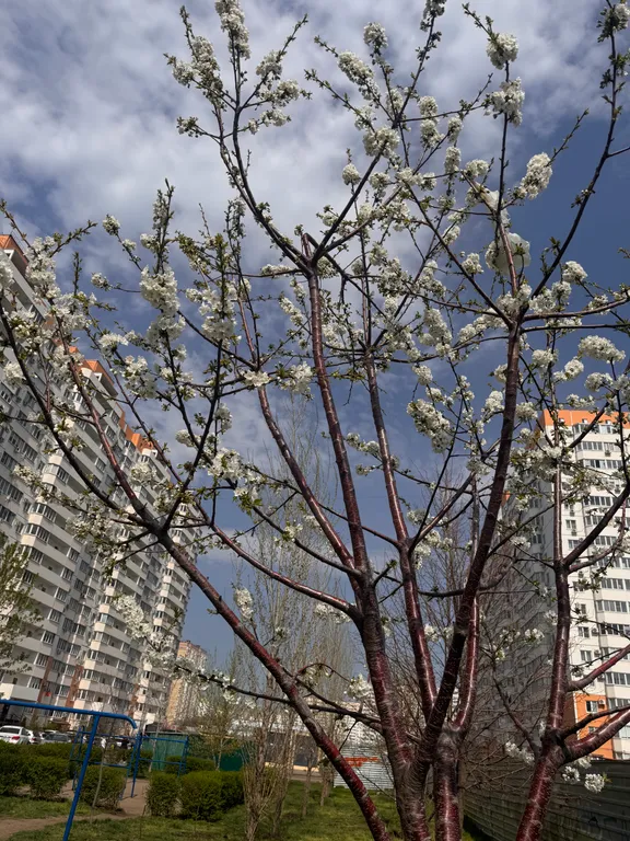 Квартира Квартира ЖК Восточный (парк Галицкого) — Краснодар