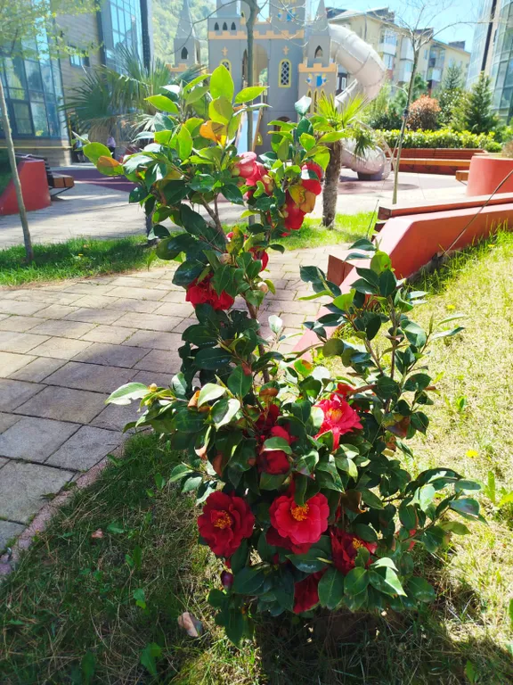 ЖК San Hills, уютная студия на берегу моря