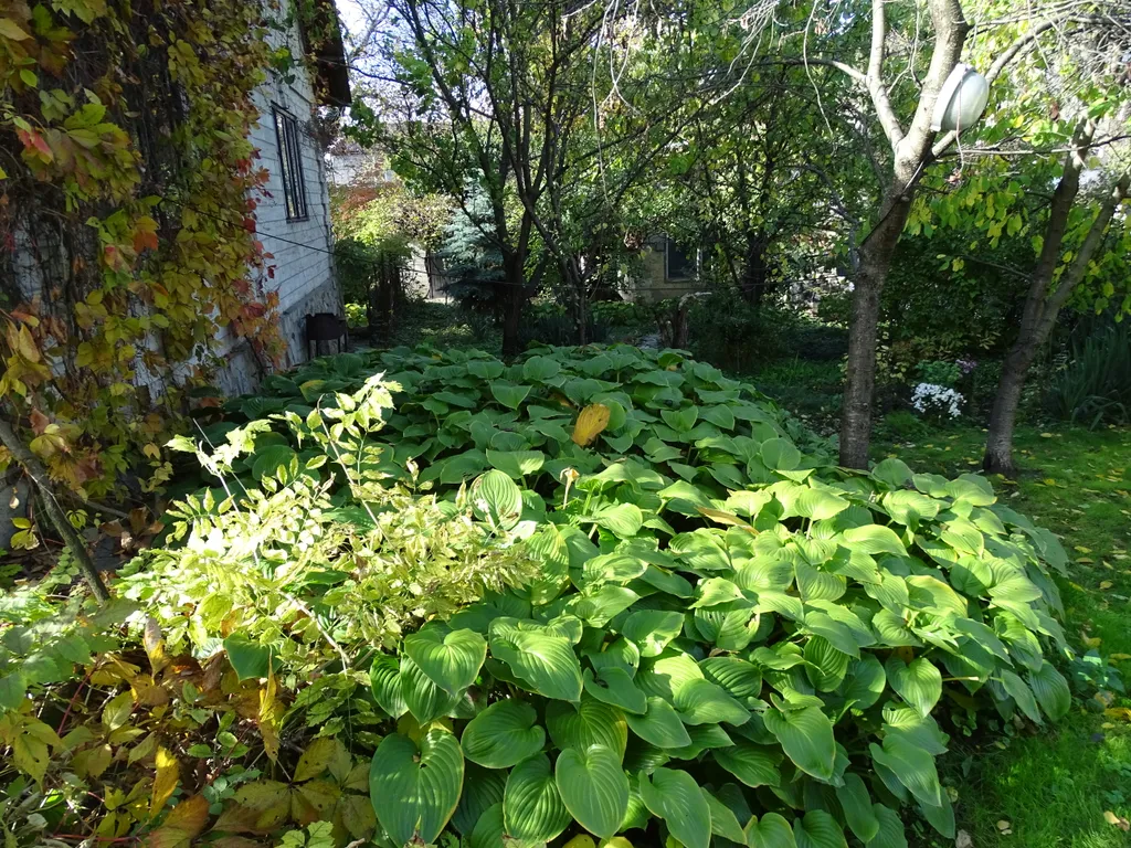 Дом под гнездом