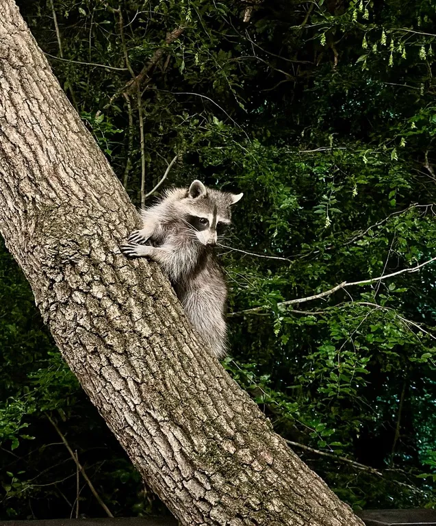 Панорамные апартаменты делюкс с террасой и видом на парк