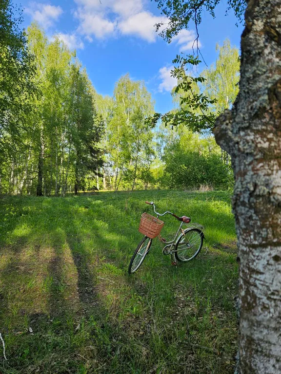 Красивые панорамные домики около леса