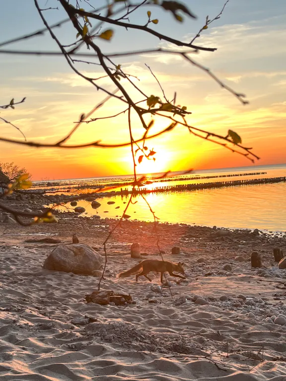 Квартира Уютная квартира у моря — Светлогорск