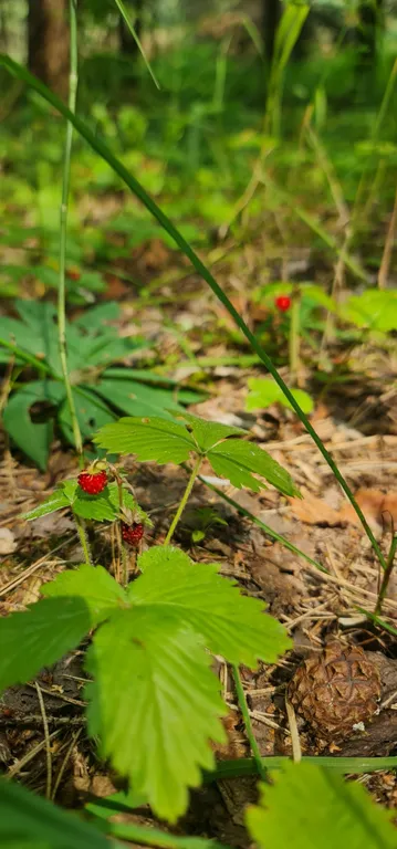 Дом в Lesavushka