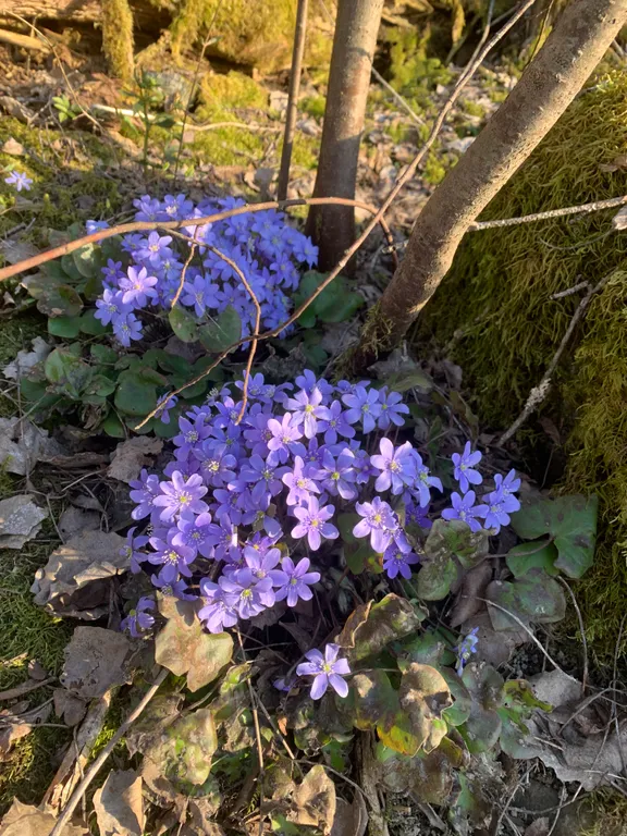 Дом на острове