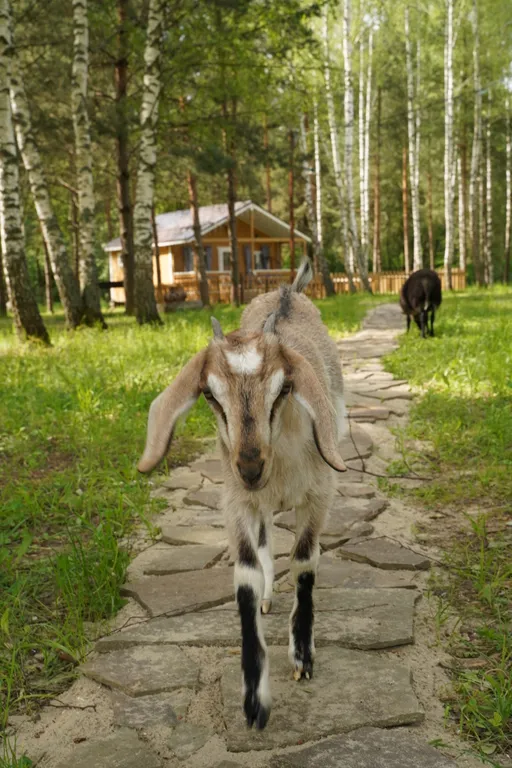 Отдых в лесу с баней и горячим чаном