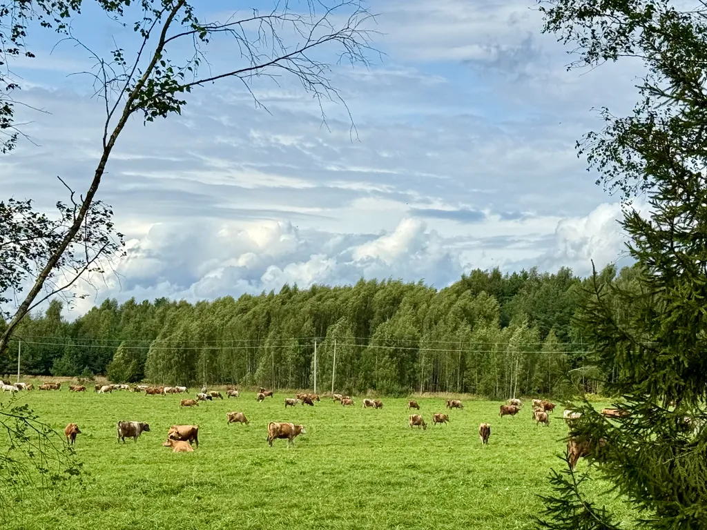 Дом березки