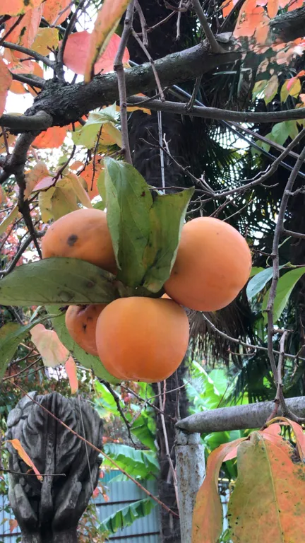 Дом на море