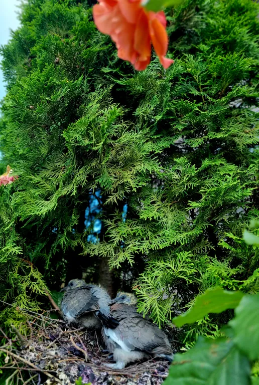 Brest dream garden. Атмосферный гестхаус с шикарным видом на лес