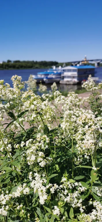 Апартаменты Фарфор и соловей