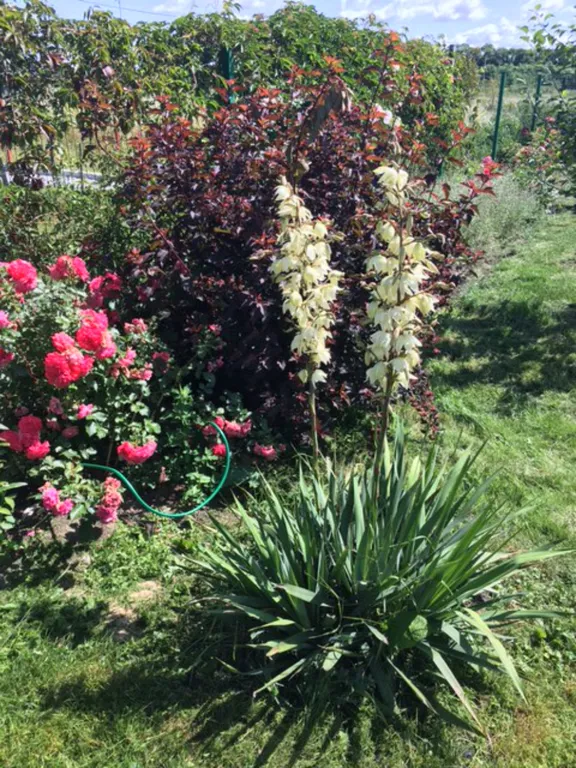 Дача с видом на море