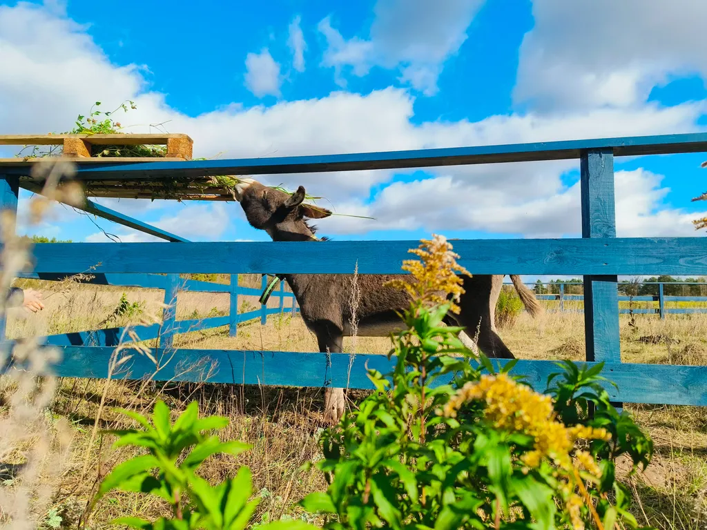 Барнхаус Haier Grand