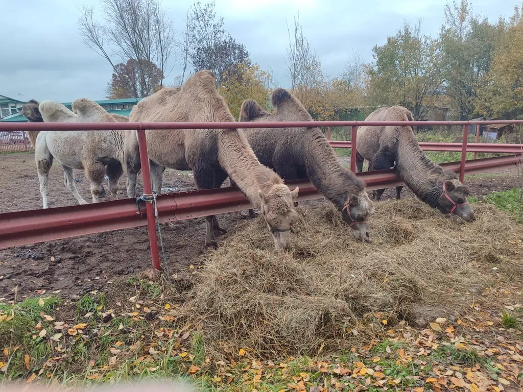 Коттедж с сауной в Сорочанах