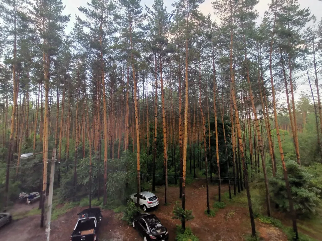 Уютная квартира с видом на лес