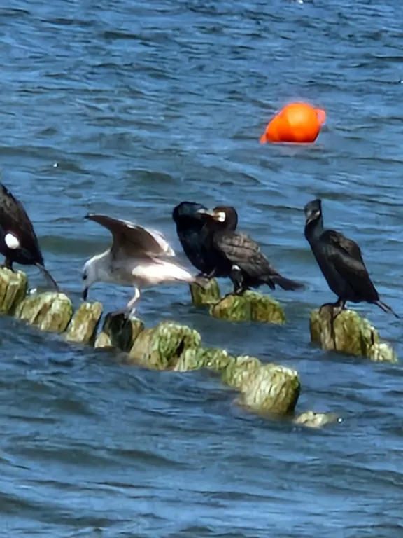 Квартира Красивая квартира с видом на море — Пионерский