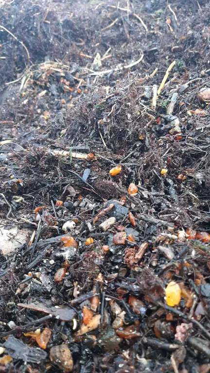 Апартаменты на красивом побережье Балтийского моря