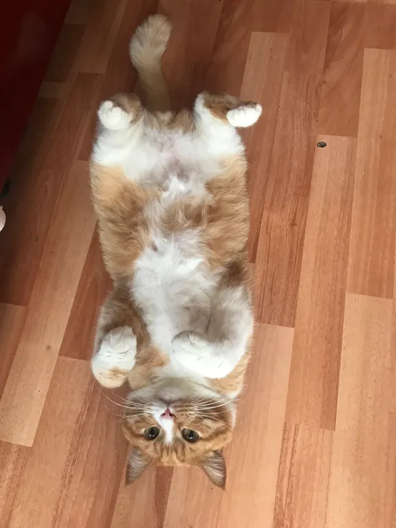 Уютная квартира в ЖК Небесный